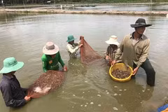 Expansion de la crevetticulture bio dans le delta du Mékong