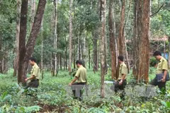 Tay Nguyen : reboisement plus de 12.500 ha de forêt pendant la saison des pluies