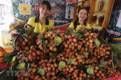 L’ambassadeur suédois apprécie la qualité des litchis de Thanh Ha