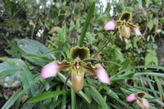 Conserver avec succès trois variétés d'orchidées rares