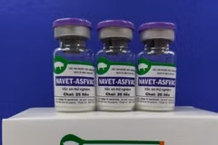 Le Vietnam réussit à produire un vaccin contre la peste porcine africaine 