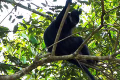 Rare langur de François découvert dans la Réserve naturelle de Bac Kan