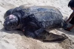 Thaïlande : des tortues marines rares reviennent pondre sur des plages vides de touristes