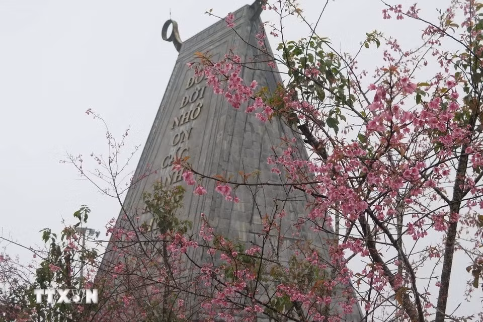 La floraison des fleurs d’abricotiers-cerisiers se poursuit jusqu'au Nouvel An lunaire, permettant aux touristes de visiter et d'apprécier leur beauté. Photo: VNA