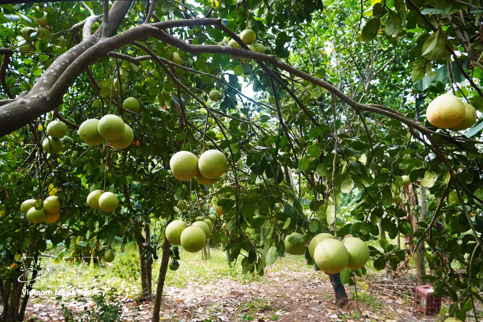 Le quartier de Thuy Xuân, dans la ville de Huê, compte aujourd’hui plusieurs centaines d’hectares de pamplemoussiers thanh tra, qui s’étendent le long des rives de la rivière des Parfums. Photo: VNA