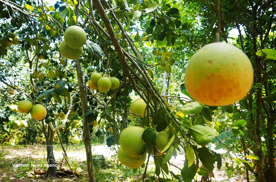 Répondant aux normes de production biologique, les pamplemousses thanh tra se vendent à un prix plus élevé que ceux issus de la culture traditionnelle et sont commercialisés dans des supermarchés à travers le pays. Photo: VNA