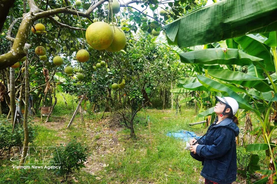 La propriétaire d’un verger de pamplemoussiers thanh tra, dans le quartier de Thuy Xuan, examine attentivement ses fruits à l’approche de la principale récolte de 2026. Photo: VNA