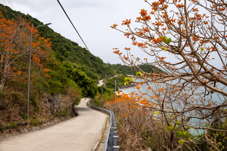 Chaque été, les fleurs du Firmiana colorata bordent le chemin menant à la plage de Xep, offrant l'un des paysages les plus emblématiques de Cu Lao Cham. Photo: VNA