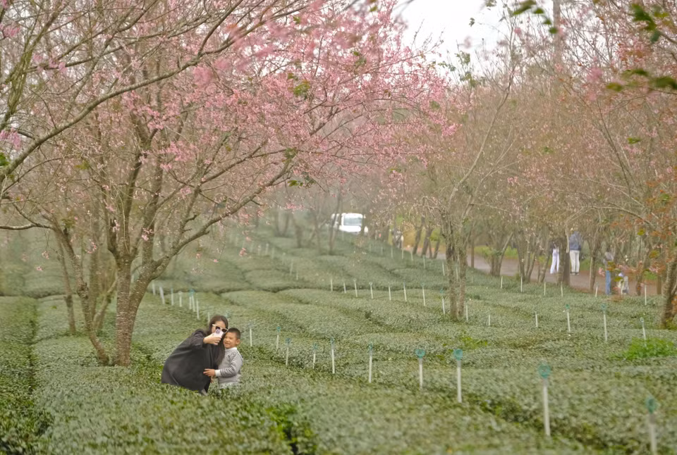 Les abricotiers-cerisiers sont très spéciaux, avec le tronc similaire à celui du pêcher ou du prunier du Nord, mais avec des fleurs aux cinq pétales comme celles de l'abricotier du Sud ou du cerisier japonais. Photo: VNA