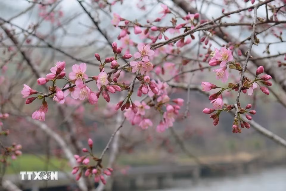La saison des fleurs de cette année est considérée comme l'une des plus belles de mémoire récente, avec ses grandes fleurs. Le temps frais ainsi que le brouillard du petit matin et le doux soleil de midi, créent une atmosphère parfaite pour que les visiteurs puissent admirer les fleurs éclatantes à leur guise. Photo: VNA