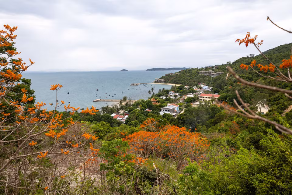 La teinte rouge orangé des fleurs du Firmiana colorata sublime la beauté paisible de la plage Lang, au bord de la baie. Photo: VNA