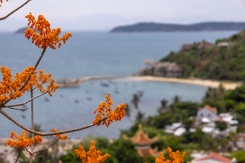 L'éclat rouge orangé des fleurs du Firmiana colorata resplendit sous le soleil estival. Photo: VNA
