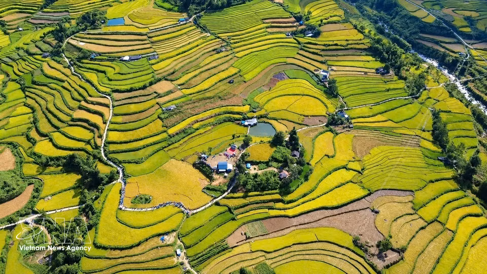 À Ta Leng, dans la province de Lai Chau, les rizières en terrasses, parées de teintes dorées à l’approche de la récolte, se déploient en courbes majestueuses à perte de vue sur les flancs des montagnes. Photo. VNA