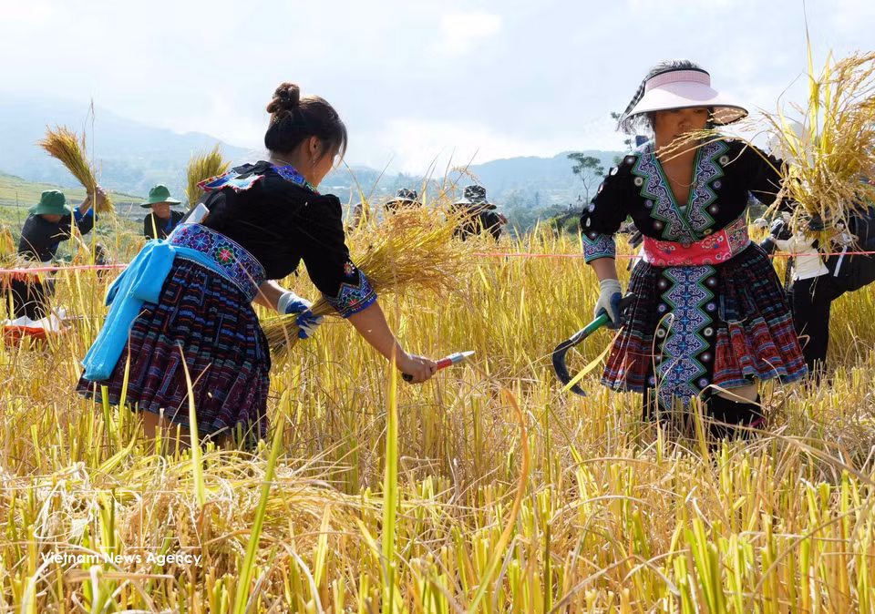 Concours de récolte du riz organisé dans le cadre de la fête. Photo : VNA