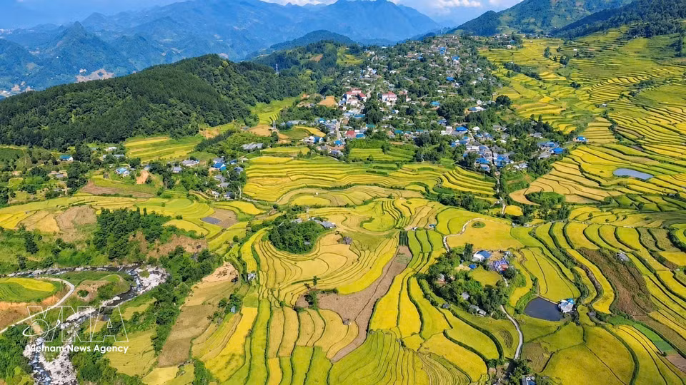Les rizières en terrasses de Ta Leng, province de Lai Chau, au cœur de la saison de maturation du riz. Photo: VNA