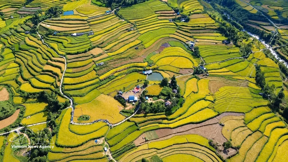 Les rizières en terrasses de Ta Leng, dans la province de Lai Chau, se parent de leur manteau doré à l’approche de la récolte. Photo : VNA
