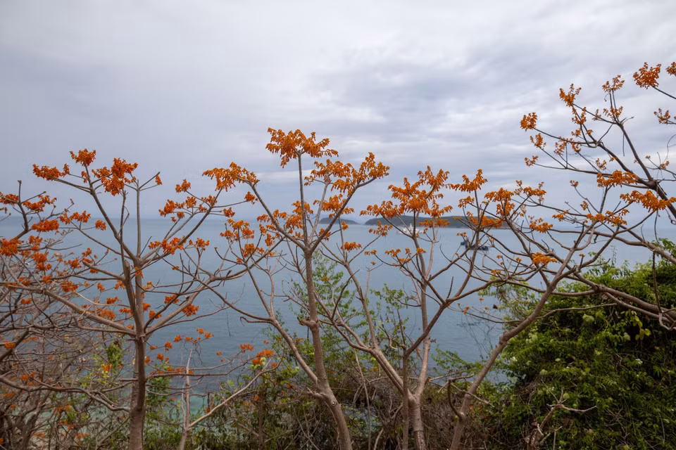 Les flamboyantes fleurs du Firmiana colorata contrastent magnifiquement avec le vert des montagnes et le bleu azur de la mer de Cu Lao Cham. Photo: VNA