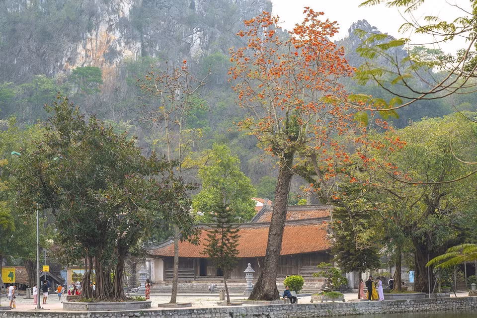 FLoraison des kapokiers à la pagode Thây (Maître) dans le district de Quôc Oai, Hanoï. Photo: VNA