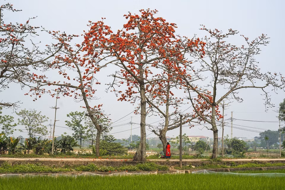Le kapokier, de nom scientifique Bombax ceiba, appartient à la famille des Malvacées. Cet arbre est principalement planté dans les pays d'Asie tropicale et subtropicale. Photo: VNA