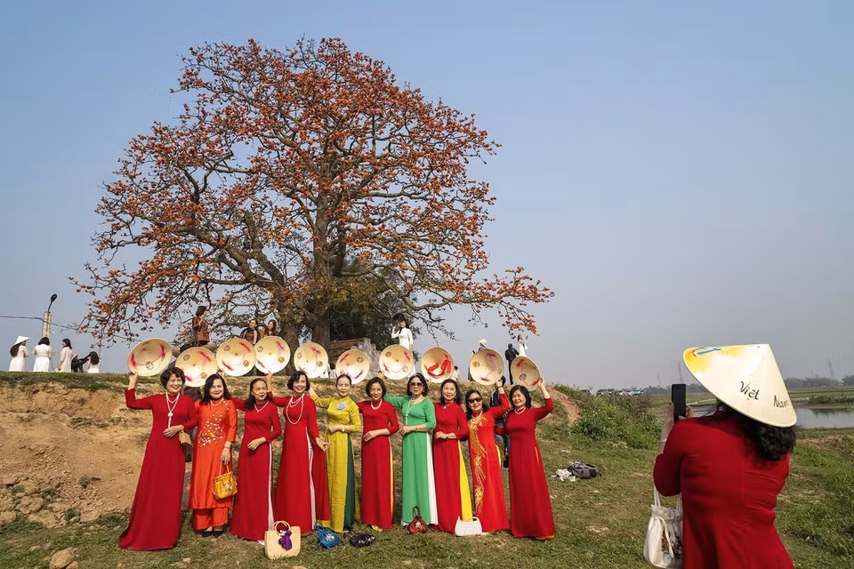 La floraison du kapokier à Bac Giang crée un paysage romantique, attirant de nombreux visiteurs. Photo: VNA