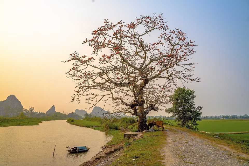 Au Vietnam, on le rencontre fréquemment dans la campagne du Nord, planté le long des chemins vicinaux ou sur les petites collines qui s'élèvent au milieu des rizières. On peut dire que cette espèce florale est emblématique des régions campagnardes du Nord et y est fortement associée. Photo: VNA