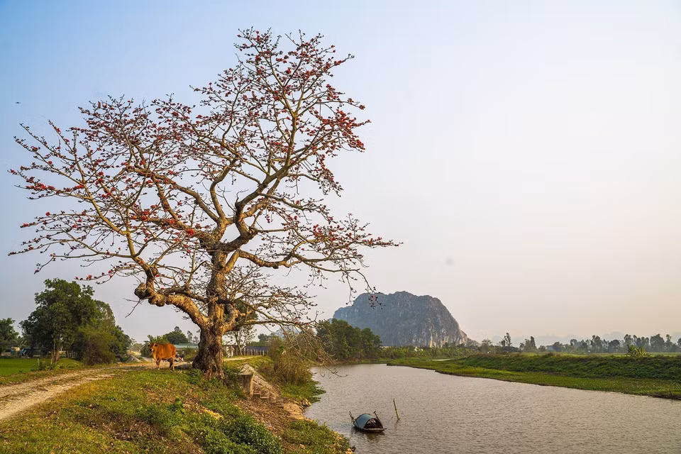 Vieux kapokier dans le district de Yên Mô, province de Ninh Binh. Photo: VNA