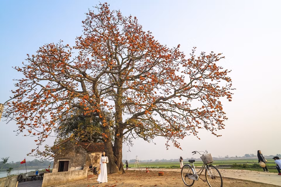 Ce kapokier à côté du temple Ba Cô (Dame) dans le hameau de Tân My, commune de Lang Son, ville de Bac Giang, a été reconnu en 2021 en tant que arbre portant des valeurs historique et culturelle. Photo: VNA