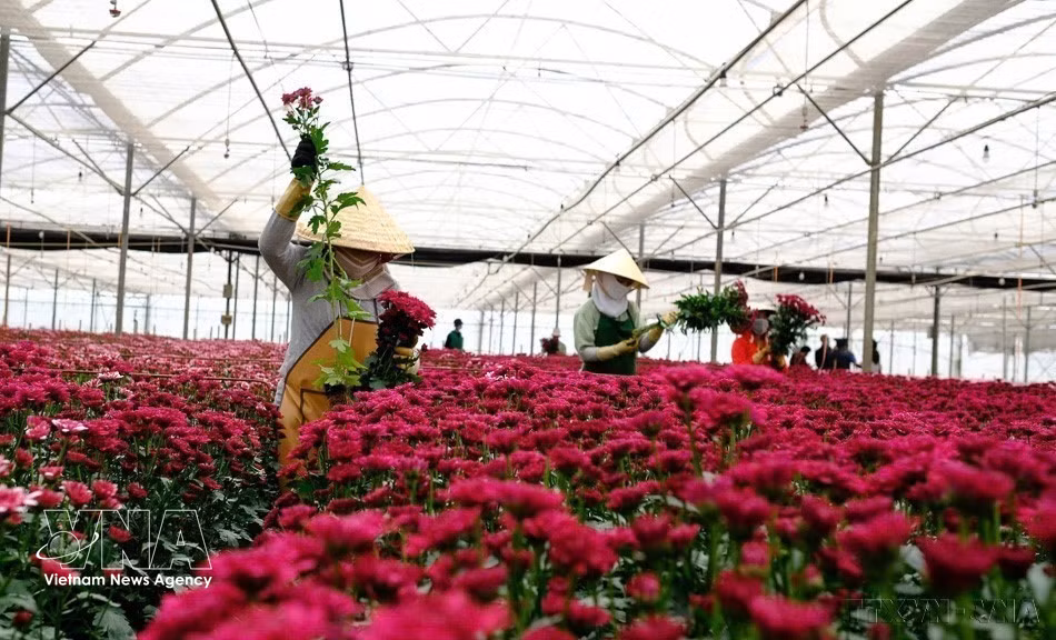 Les fleurs fraîches, produit d'exportation phare de la province de Lam Dong vers les marchés danois, japonais et australien. Photo : VNA