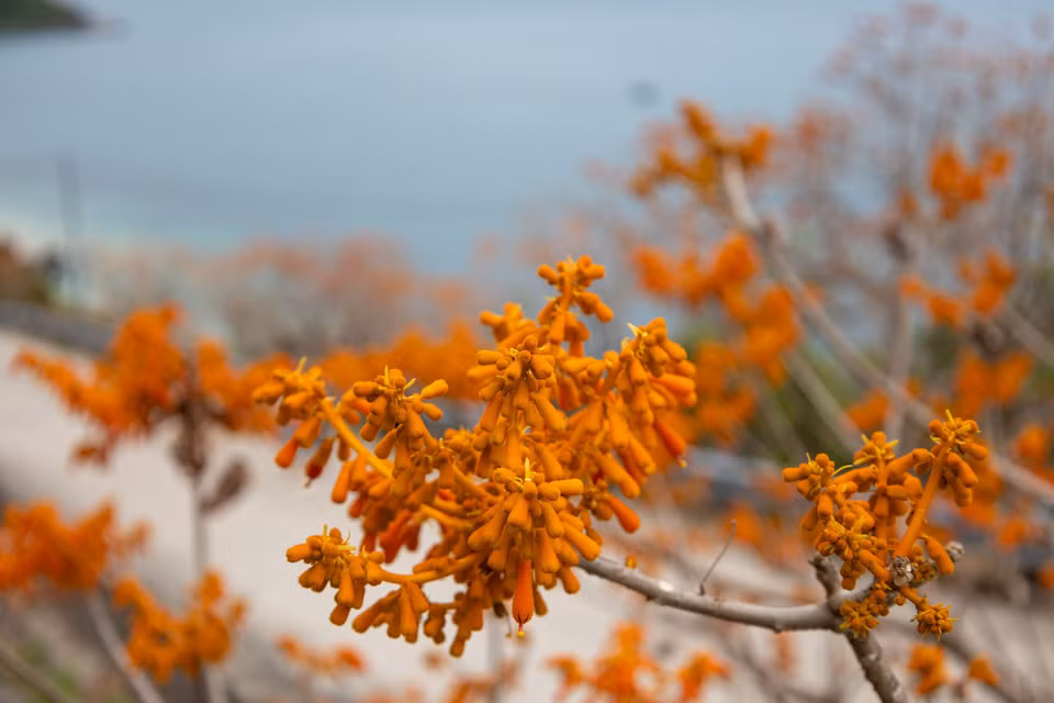 La floraison rouge orangé du Firmiana colorata embrase les paysages de l'île de Cu Lao Cham. Photo: VNA