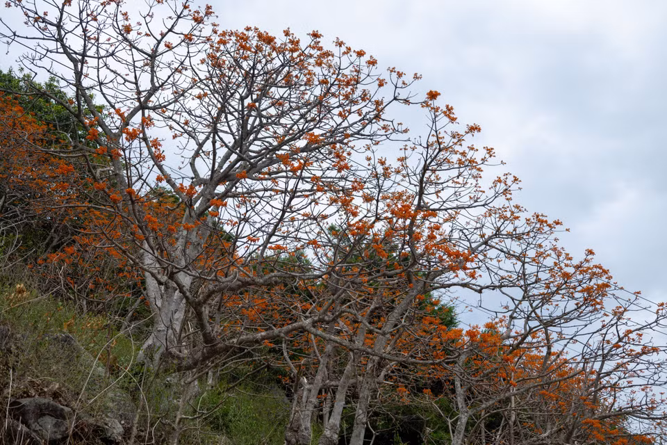 Les fleurs du Firmiana colorata commencent à fleurir en avril et atteignent leur apogée entre juillet-août. Photo: VNA