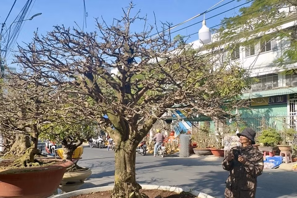 Cet abricotier à fleurs jaunes est proposé à la vente pour 120 millions de dongs.Photo: VNA