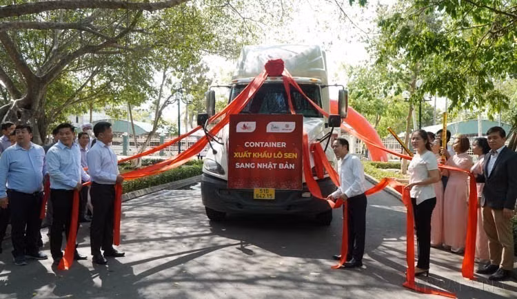Le 7 mai 2024 à Dong Thap, un lot de racines de lotus d’une valeur de près d’un milliard de dôngs (plus de 41 600 dollars) a été exporté vers le Japon, donnant lieu à une cérémonie. Photo: VNA