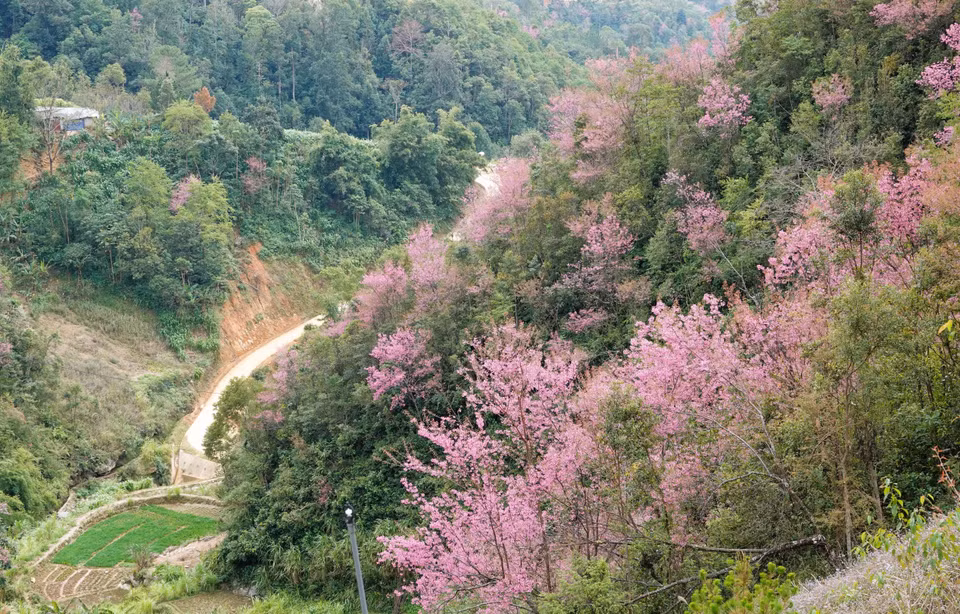 Les flancs des collines de Mu Cang Chai se parent d'une teinte rose. Photo: VNA