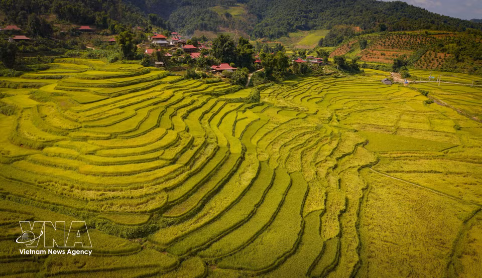 Rizières en terrasses aux abords du village de l'éthnie Thai à Chieng Sinh. Photo: VNA