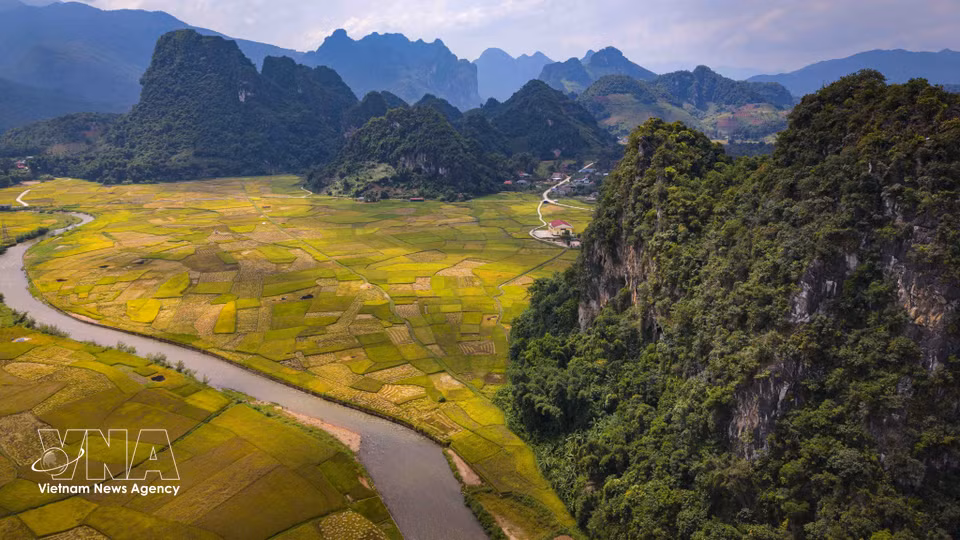 La rivière serpente entre les rizières dorées, au pied des montagnes majestueuses, dessinant un paysage paisible et harmonieux dans la vallée de Chieng Sinh. Photo: VNA