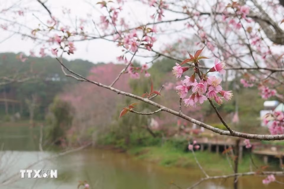 La cité municipale de Mang Den, dans la province de Kon Tum, est parée d'une nouvelle teinte fraîche ces jours-ci, car les fleurs d’abricotiers-cerisiers, d'un rose délicat, ont commencé à fleurir de façon spectaculaire. Photo: VNA