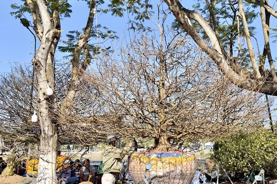 Cet vieil abricotier a une canopée de 5 mètres de large et une hauteur de 3,5 mètres. Photo: VNA