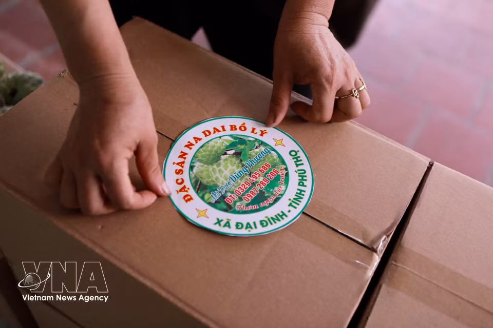 Les pommes cannelles de Bo Ly bénéficient d’une marque collective protégée, disposent d’un code-barres d’identification et ont été reconnues comme produit OCOP trois étoiles. Photo: VNA