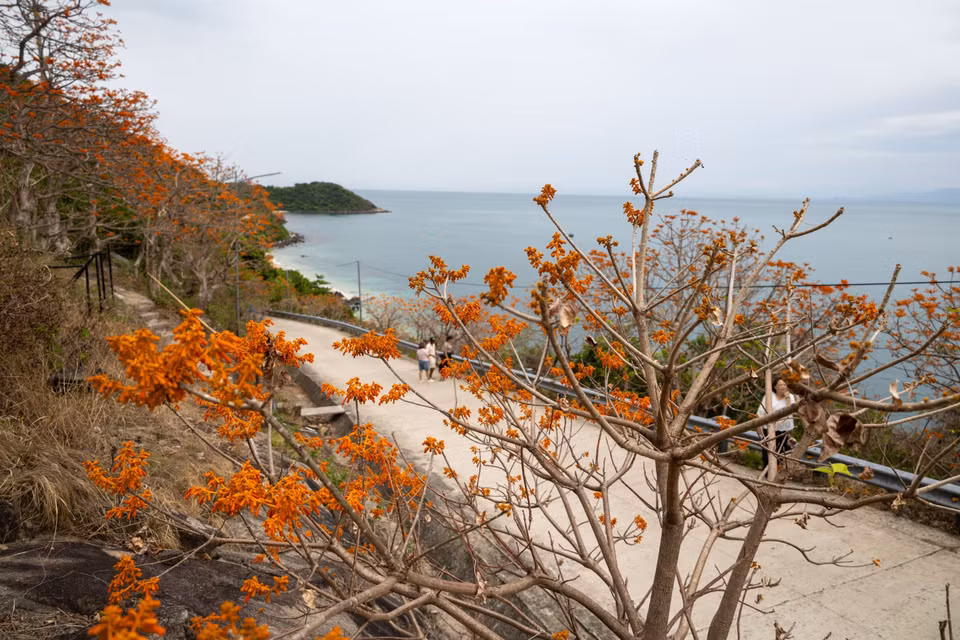 La floraison rouge orangé du Firmiana colorata embrase les paysages de Cu Lao Cham, entre mer et montagnes. Photo: VNA