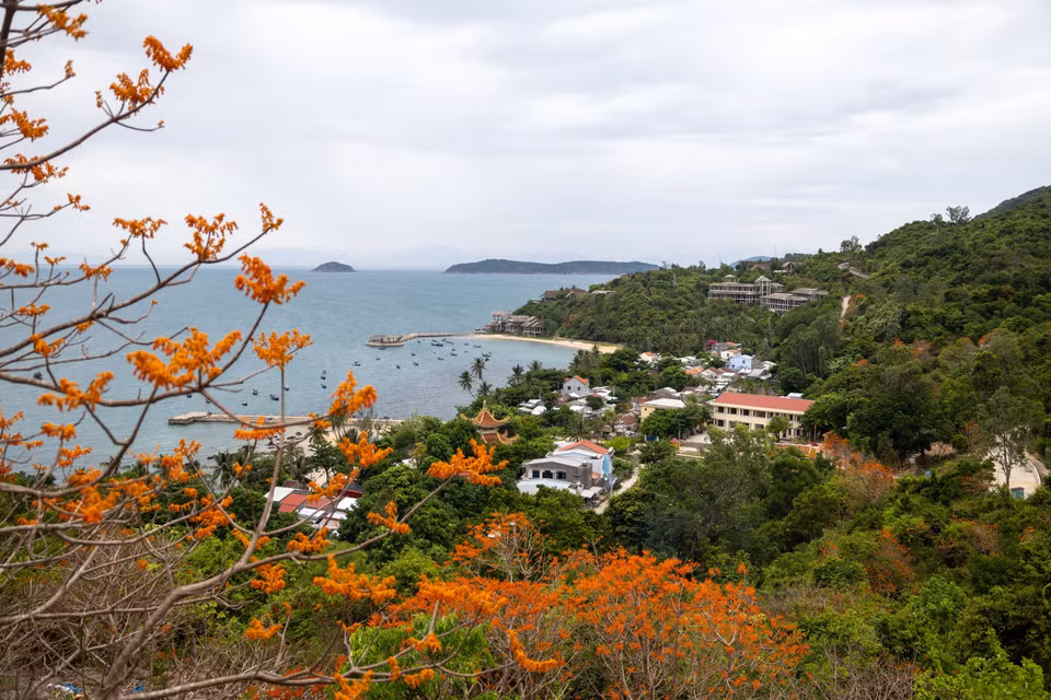 Les fleurs du Firmiana colorata rehaussent la beauté paisible de la plage de Lang, au bord de la baie. Photo: VNA