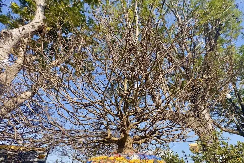 Tel un géant bienveillant, l'abricotier déploie ses branches robustes, formant une voûte protectrice. Photo: VNA