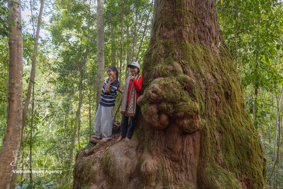 Des touristes profitent du cadre verdoyant de la forêt de Pomu, dans la commune de Hung Son, un site emblématique du développement de l’écotourisme associé à la protection des forêts. Photo : VNA