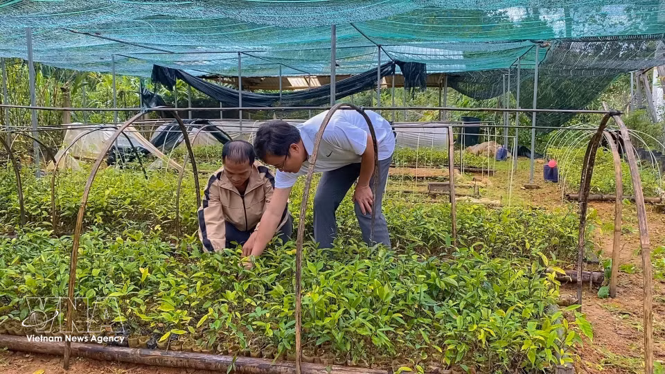 Un membre de la coopérative de plantes médicinales Anh Duong (commune de Tay Giang) prend soin des jeunes plants afin de garantir une source de semences de qualité pour l'extension des surfaces cultivées. Photo : VNA