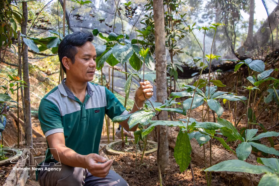 Le modèle de culture de Paris polyphylla (Bay la mot hoa) sous couvert forestier, mis en place par la Coopérative d'agropharmacie et de tourisme Loc Troi, dans la commune de Tay Giang, ouvre de nouvelles perspectives pour le développement de la filière des plantes médicinales. Photo : VNA