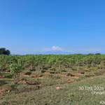 Selon les recherches japonaises sur les huiles non alimentaires, le Jatropha résiste bien à la sécheresse et peut pousser sur des terres en friche, sablonneuses et érodées ou peu fertiles. Photo : fournie par Star Japan