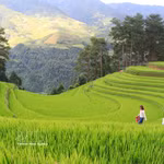 Le « vallon de riz » de Sang Nhu à Mu Cang Chai est devenu un point de rassemblement incontournable pour les jeunes. Photo : VNA