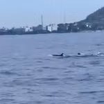 Un banc de dauphins fait apparition près de l'île de Ly Son, province de Quang Ngai. Photo: capture d'écran d'une vidéo
