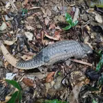 Le pangolin de Java a été relâché dans son habitat naturel. Photo: Centre de sauvetage, de conservation et de développement des créatures