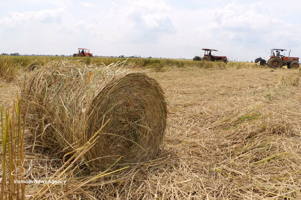 Sur les vastes étendues de rizières après la moisson, les machines sillonnent les champs et assurent directement le pressage de la paille. Photo : VNA