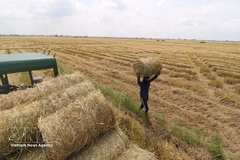 Le ramassage manuel de la paille demeure une étape essentielle pour optimiser le chargement et gagner du temps. Photo : VNA